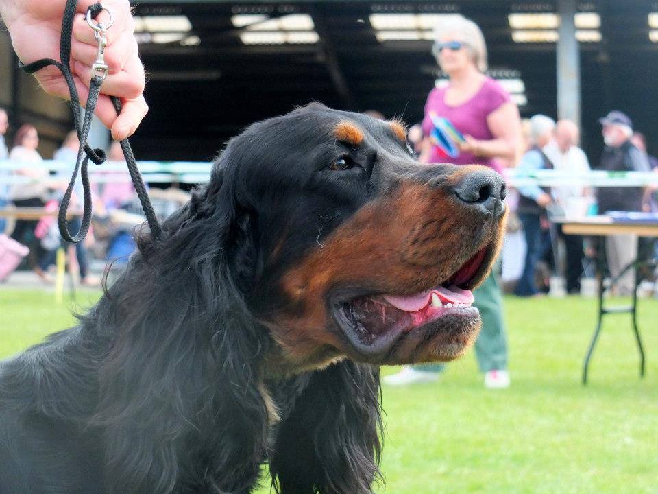 Gordon Setter